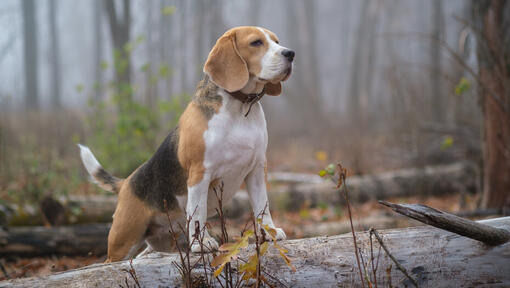 New deals forest beagles